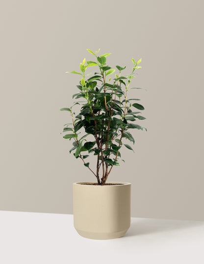 LA Peppermint Camellia
