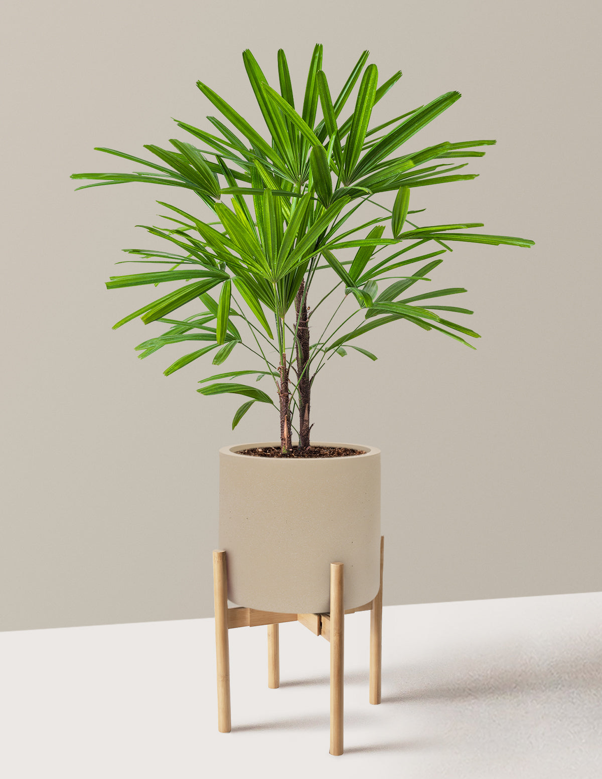 Large Lady Palm