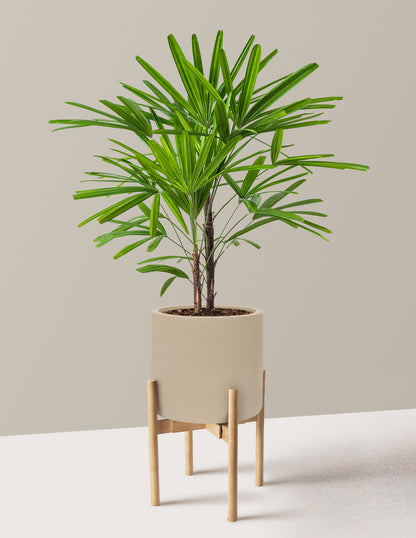 Large Lady Palm