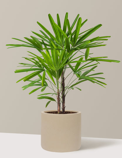 palm tree like house plant Large Lady Palm Houseplant with Planter - Large (3-4' tall) Cream Planter