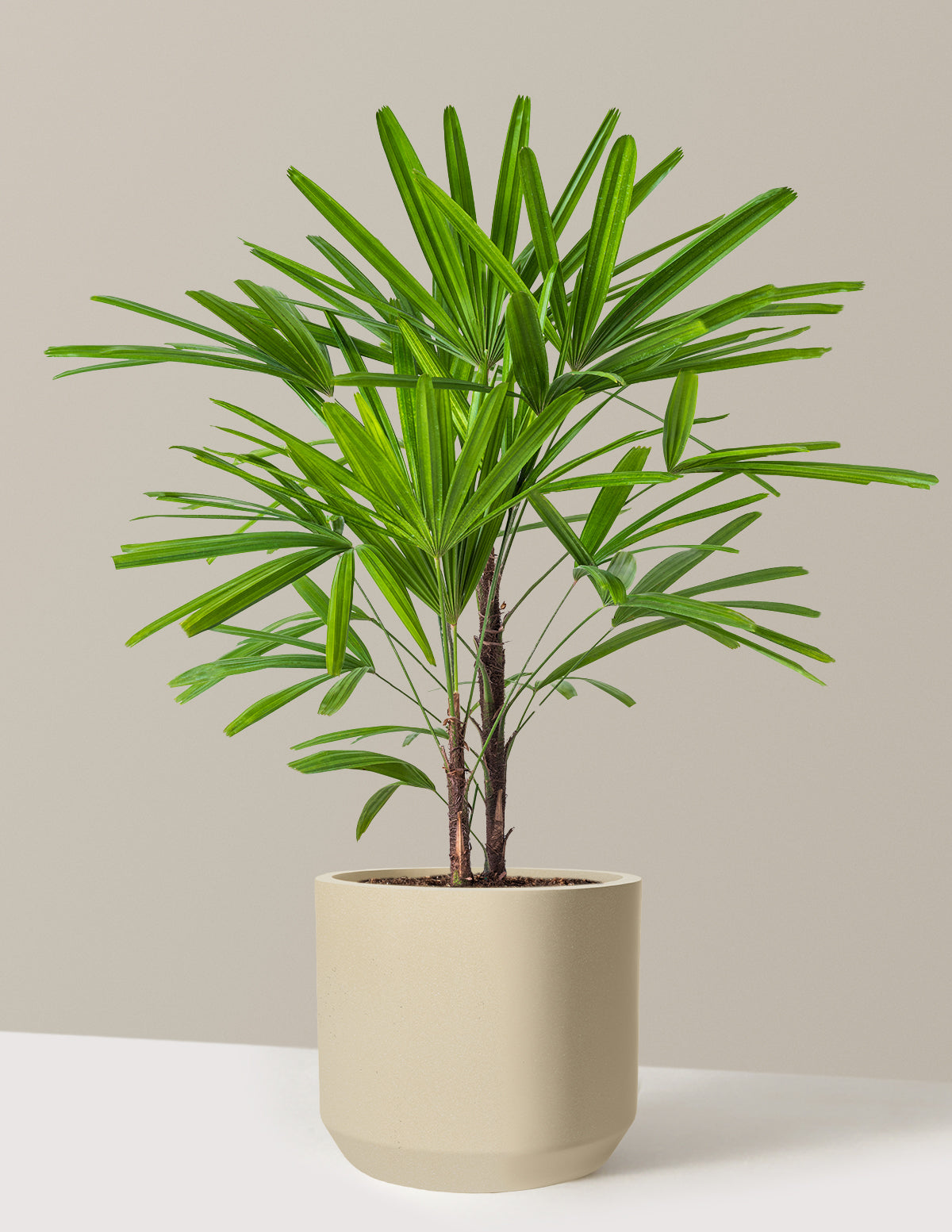 Large Lady Palm