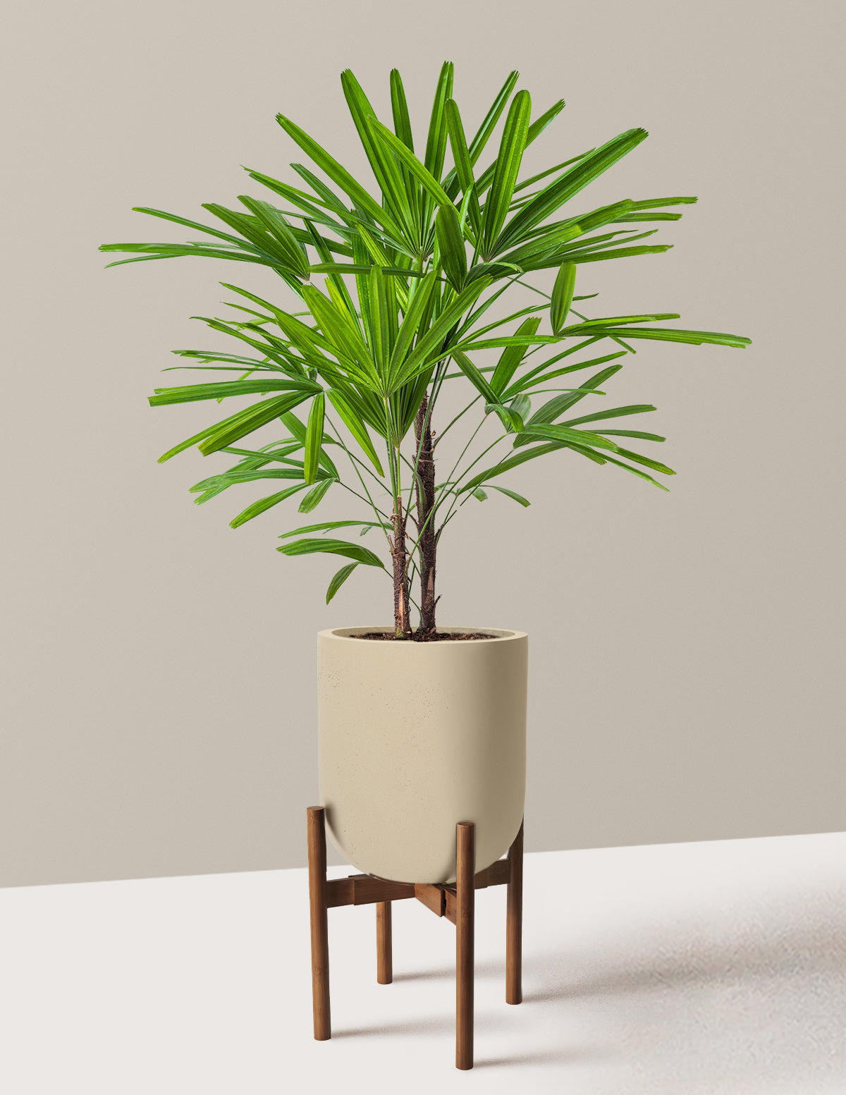 Large Lady Palm
