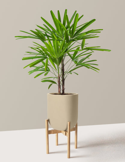 Large Lady Palm
