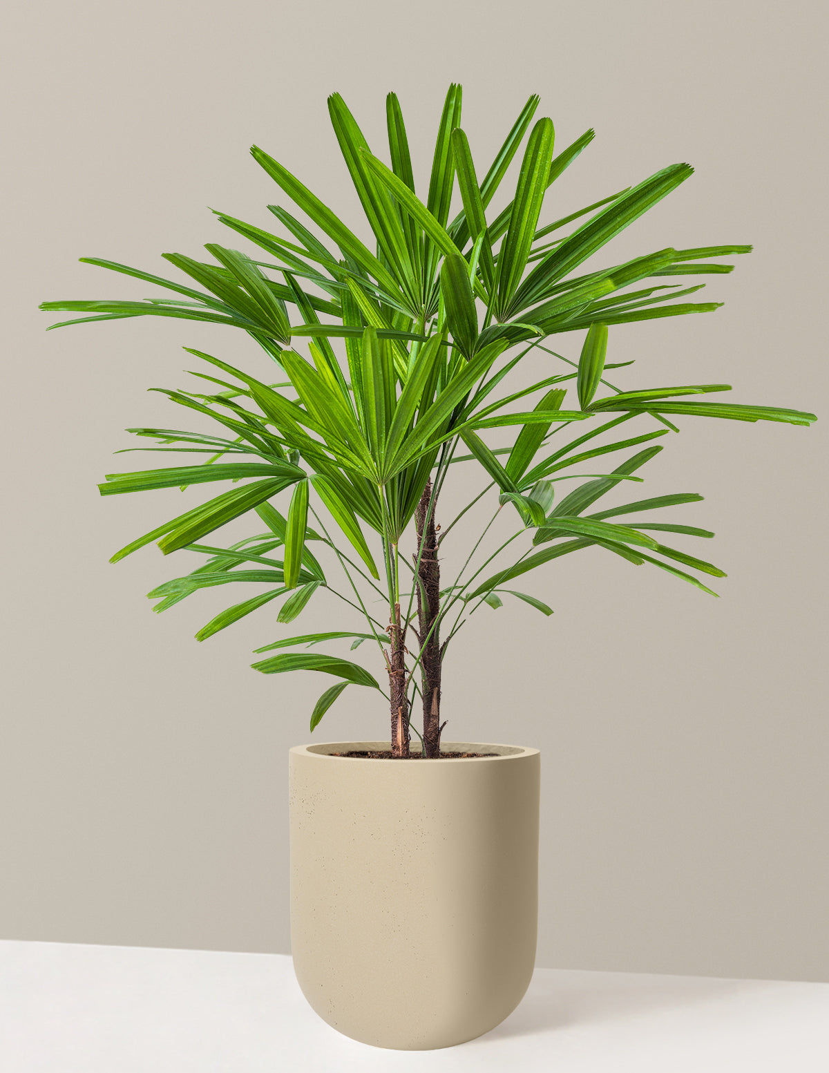 Large Lady Palm