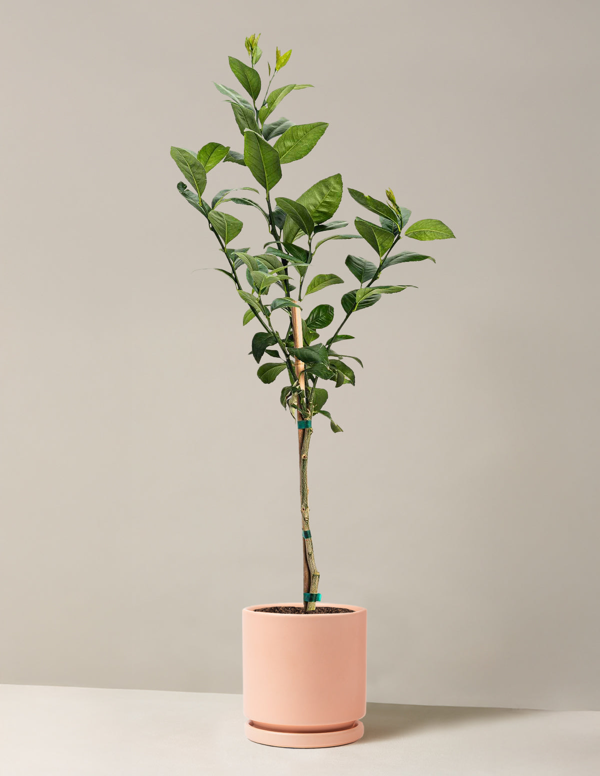 Improved Meyer Lemon Tree