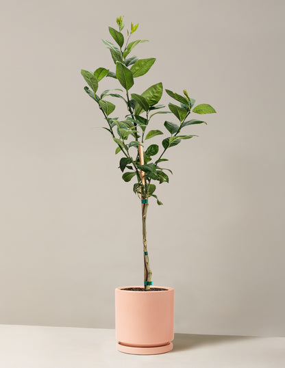 Improved Meyer Lemon Tree