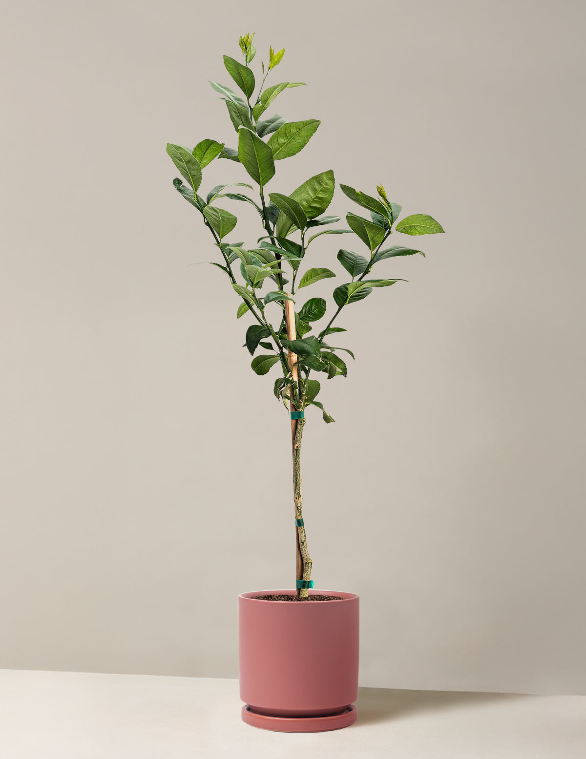 Improved Meyer Lemon Tree