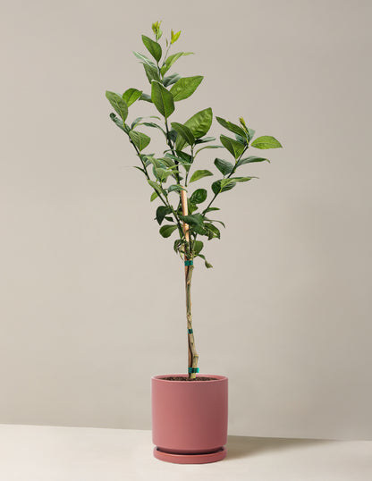 Improved Meyer Lemon Tree