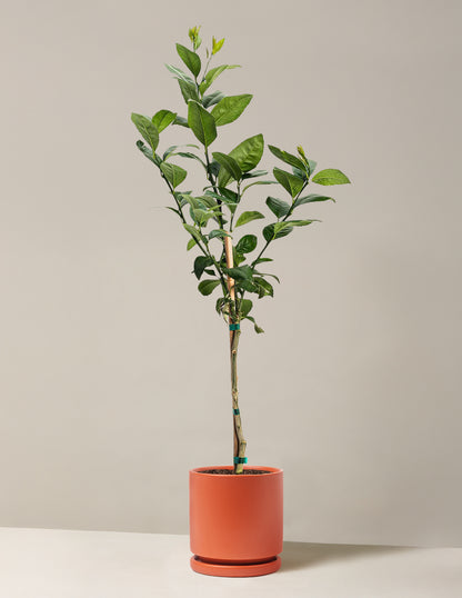 Improved Meyer Lemon Tree