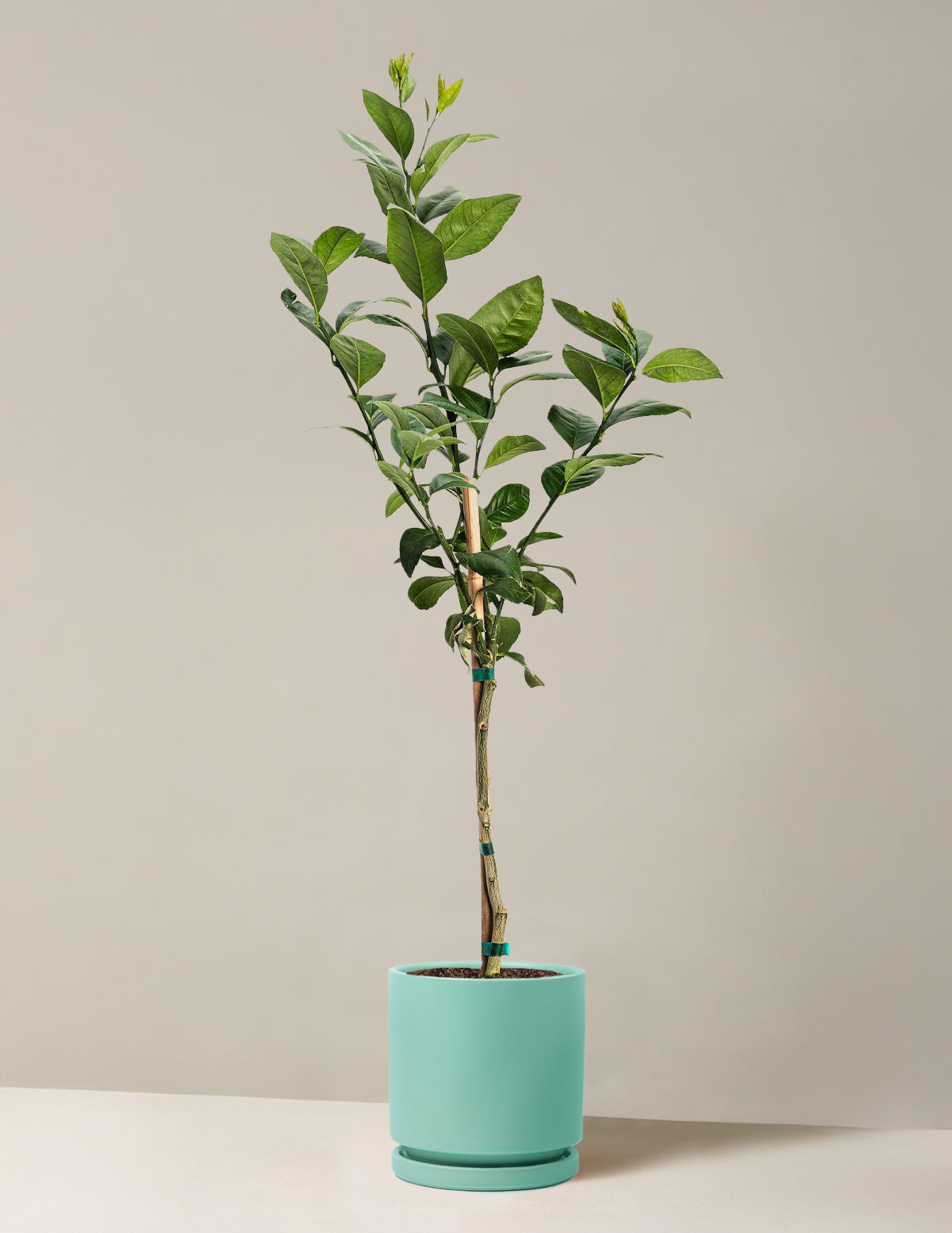 Improved Meyer Lemon Tree