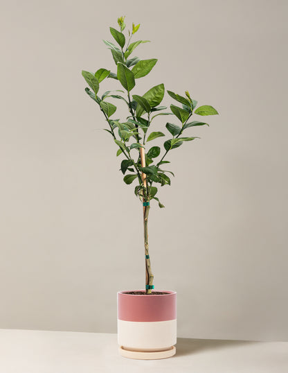 Improved Meyer Lemon Tree