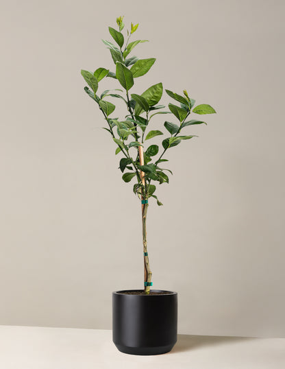 Improved Meyer Lemon Tree