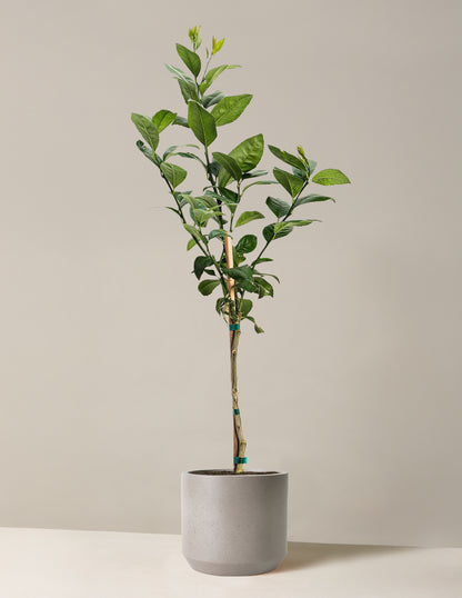 Improved Meyer Lemon Tree