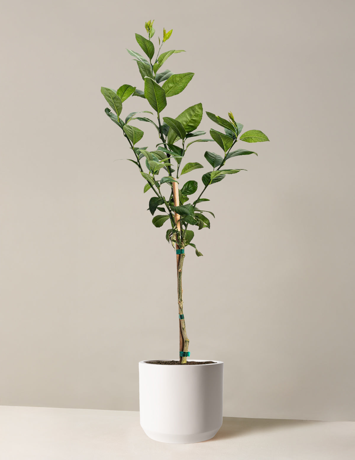 Improved Meyer Lemon Tree