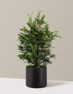 bundle | 2-3ft. - Single | Agnes | Black