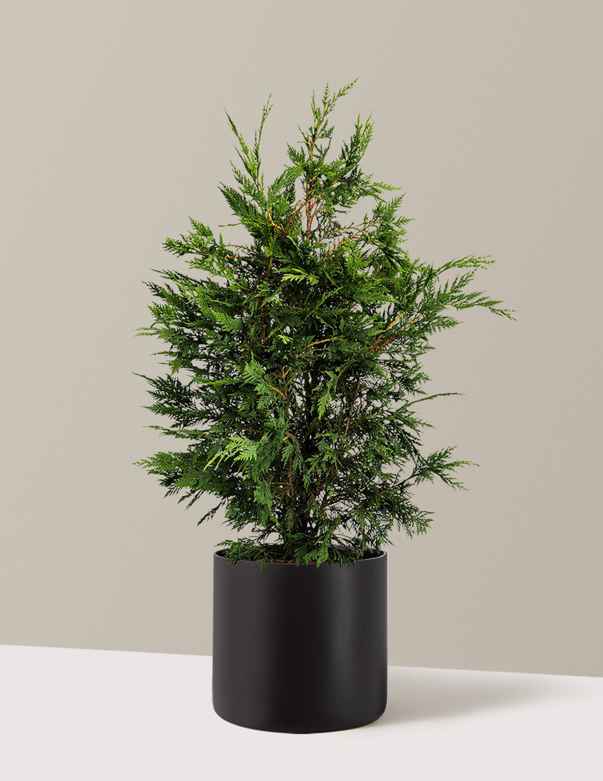 Leyland Cypress Tree