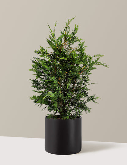 Leyland Cypress Tree