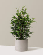 bundle | 2-3ft. - Single | Agnes | Cement Grey