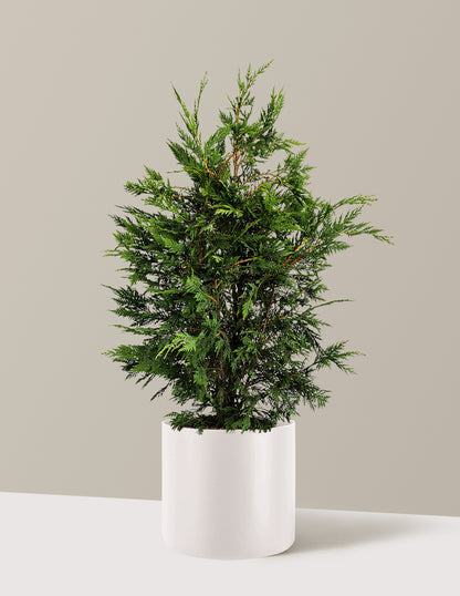 Leyland Cypress Tree