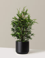 bundle | 2-3ft. - Single | Mexia | Black
