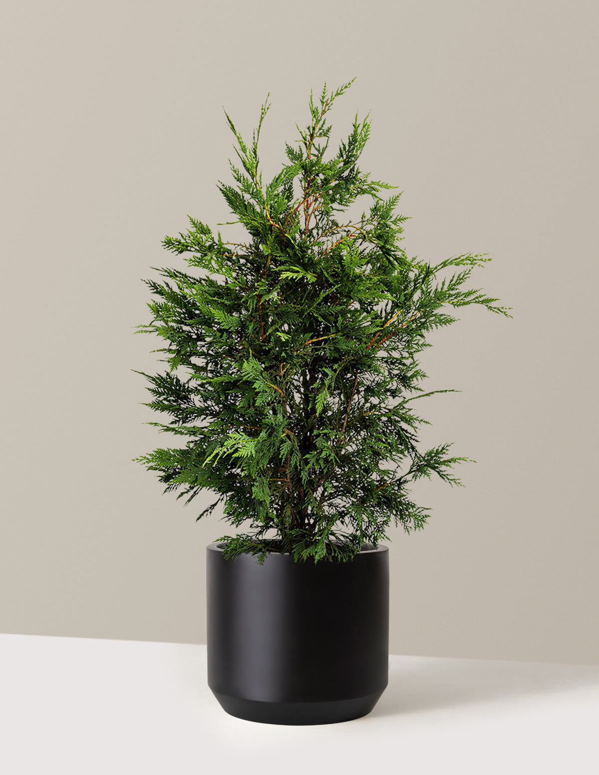 Leyland Cypress Tree