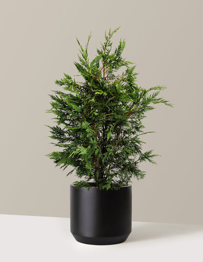 Leyland Cypress Tree