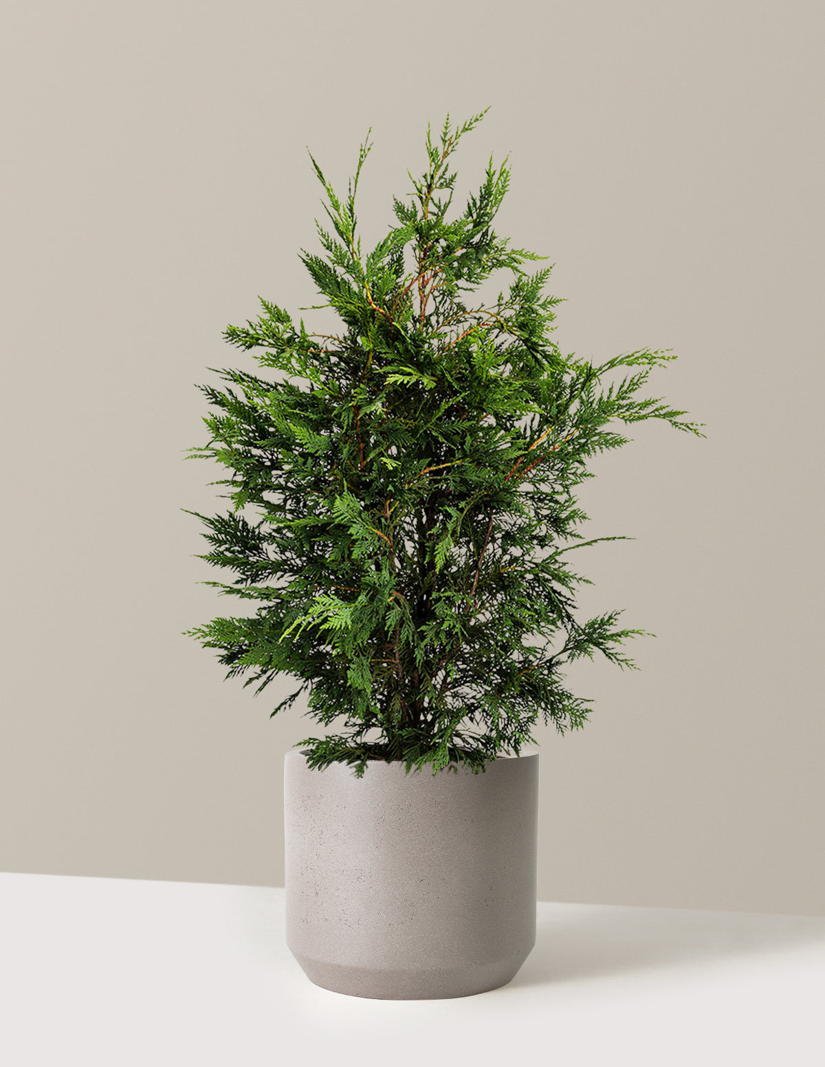 Leyland Cypress Tree