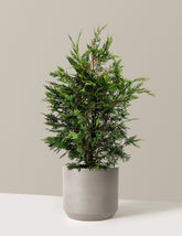 Leyland Cypress Tree