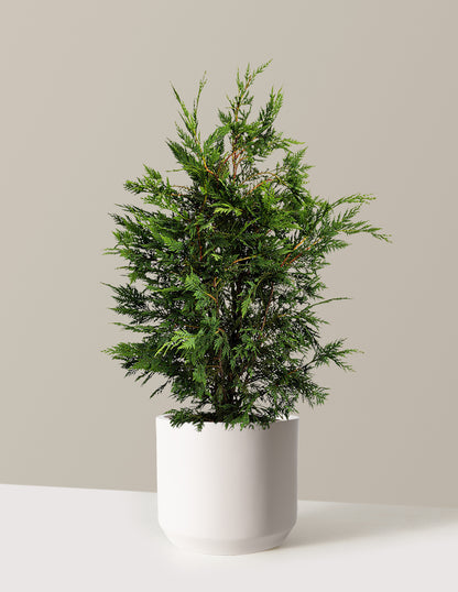 Leyland Cypress Tree