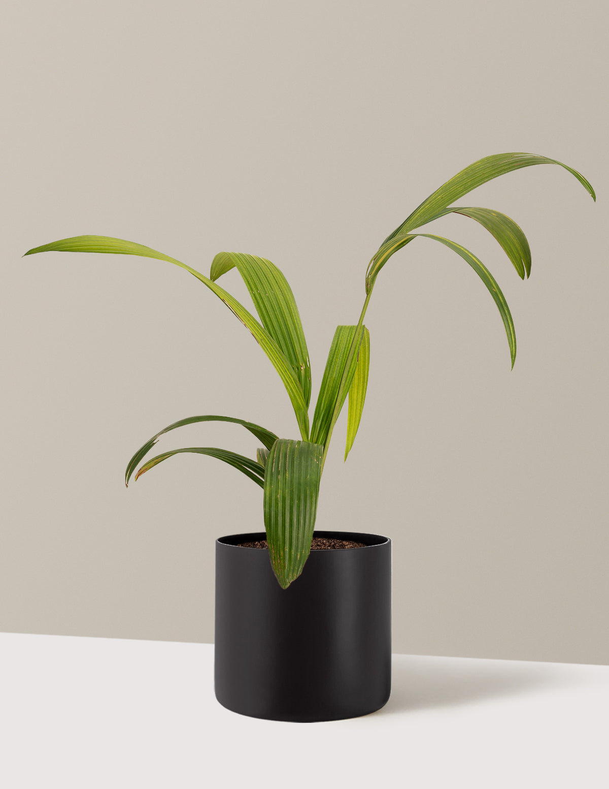 bundle | 3 Gallon | Agnes | Black