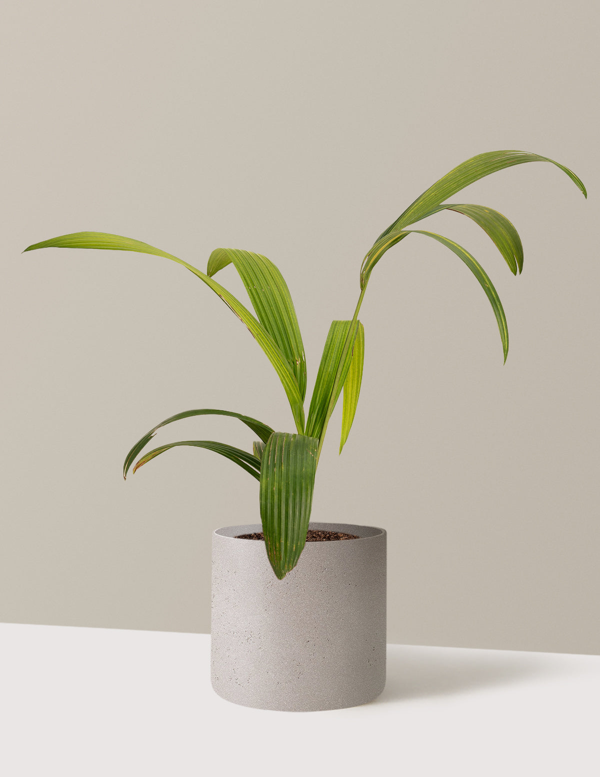bundle | 3 Gallon | Agnes | Cement Grey