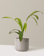 bundle | 3 Gallon | Mexia | Cement Grey