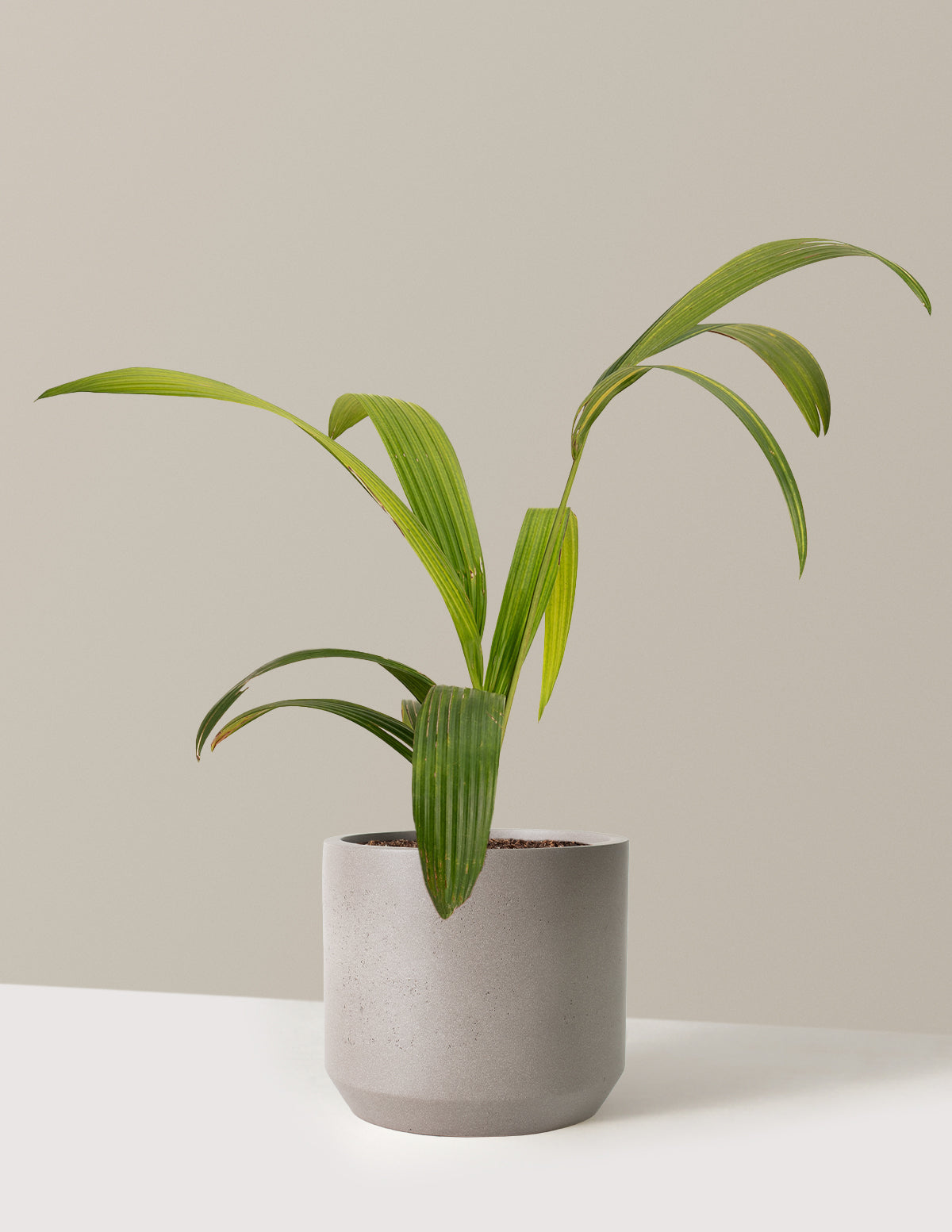 bundle | 3 Gallon | Mexia | Cement Grey