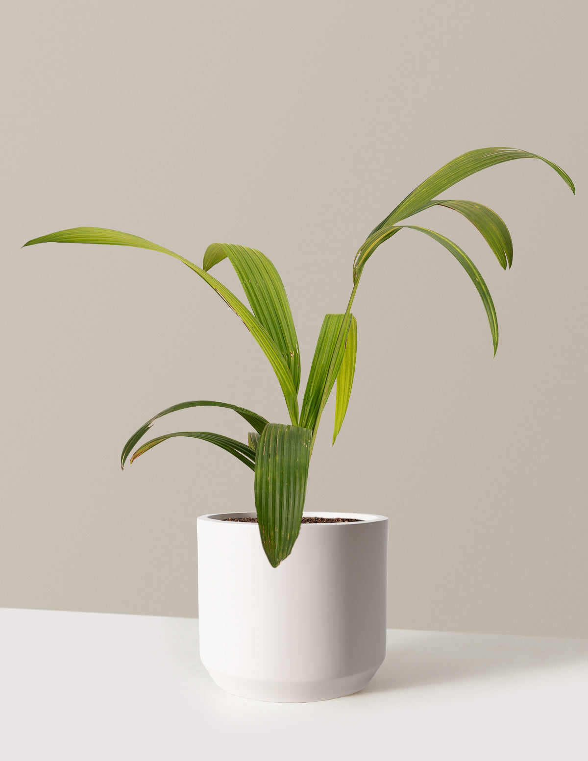 Lipstick Palm | The Sill