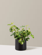 bundle | 3 Gallon | Agnes | Black