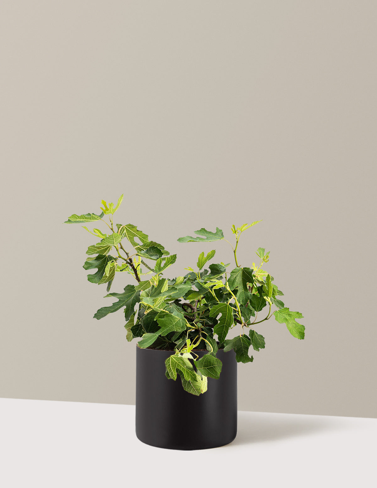 bundle | 3 Gallon | Agnes | Black