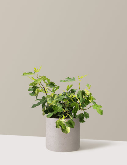 Little Miss™ Figgy