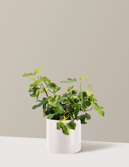 Little Miss™ Figgy