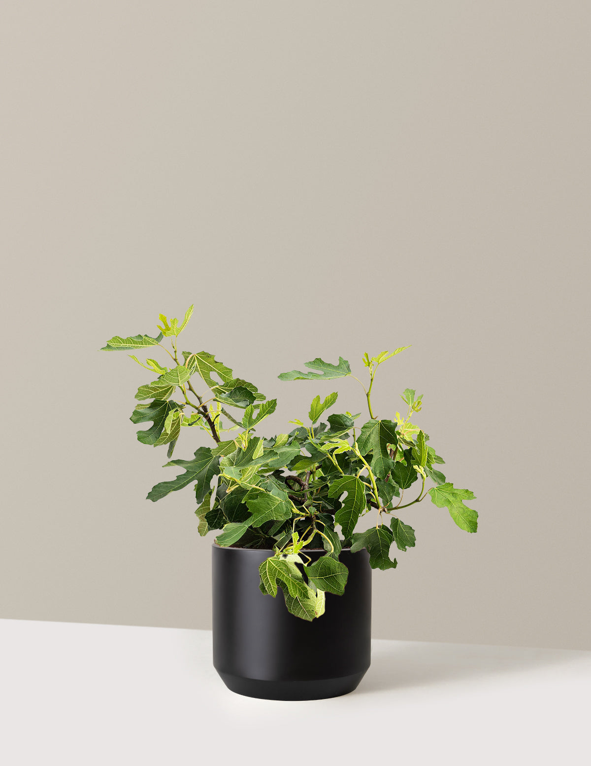 bundle | 3 Gallon | Mexia | Black