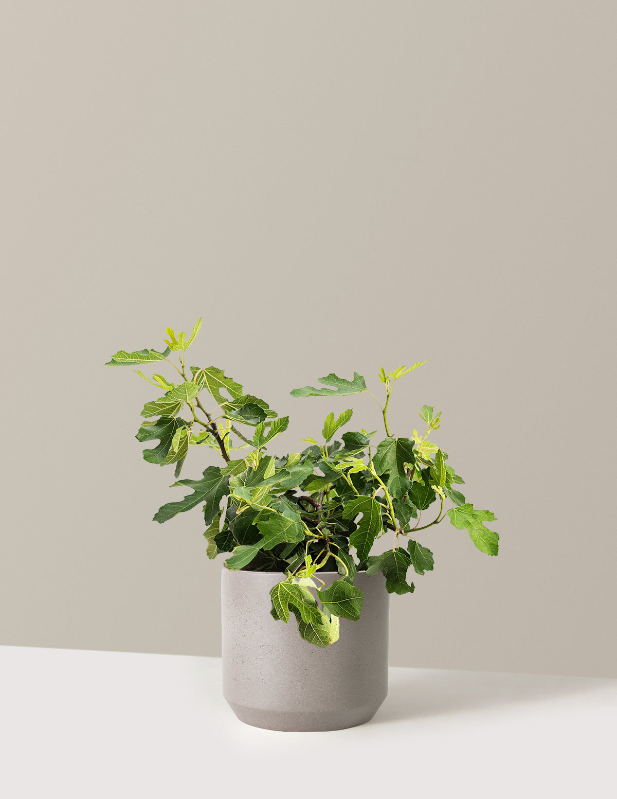 Little Miss™ Figgy