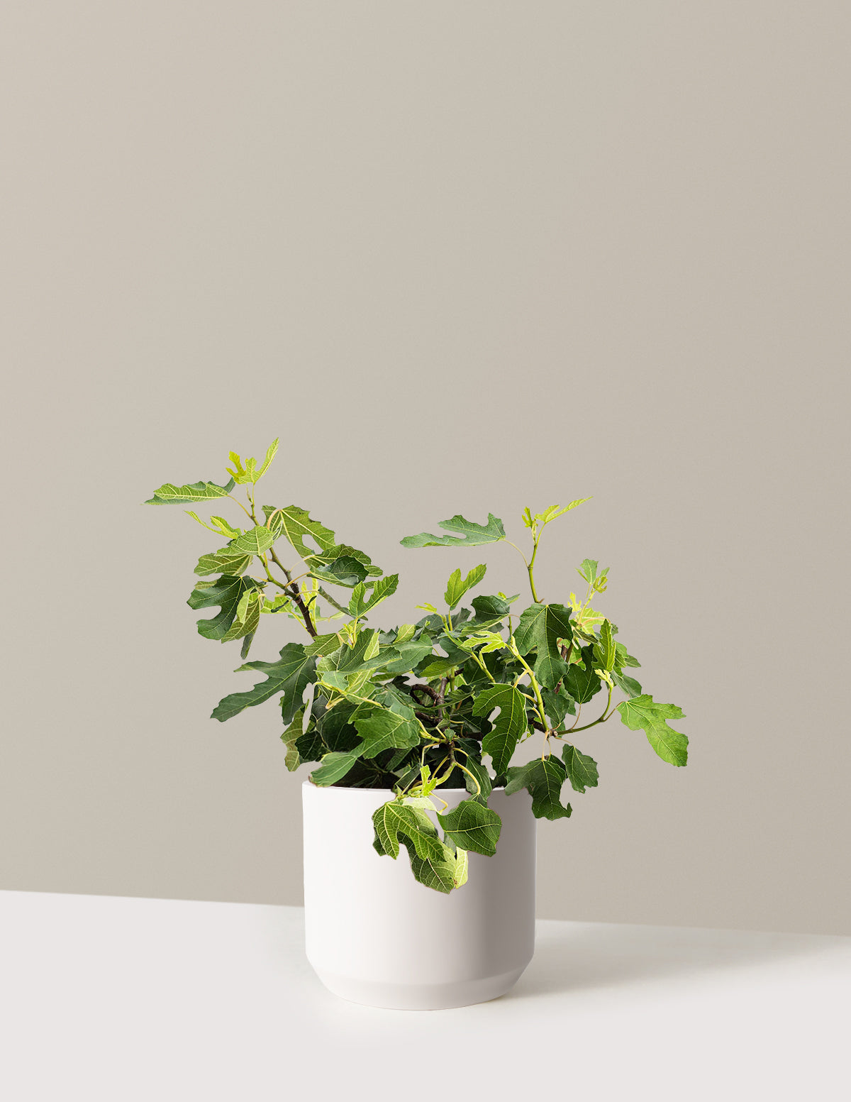 Little Miss™ Figgy