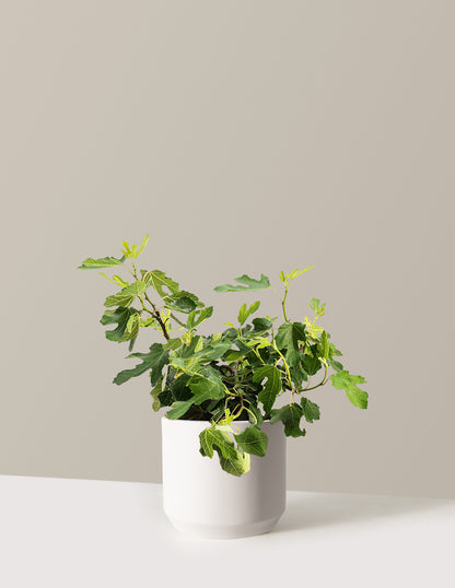 Little Miss™ Figgy