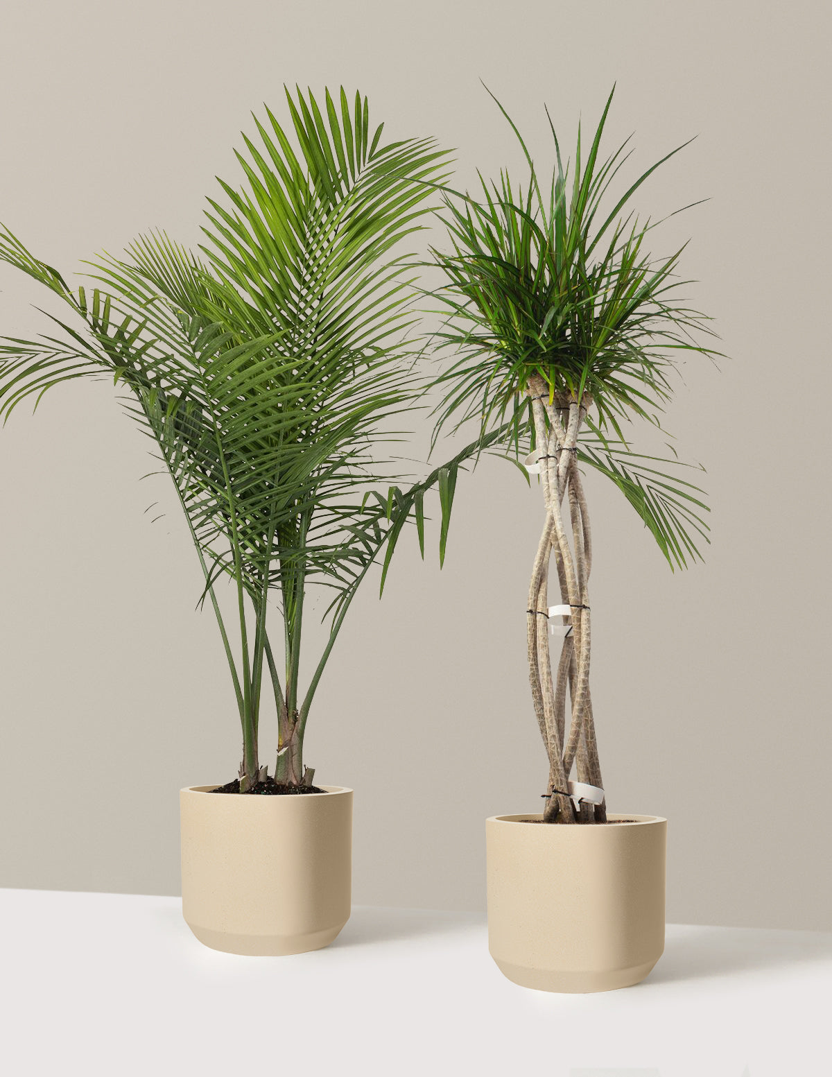 indoor plants that grow in sand Luxe Grove Duo