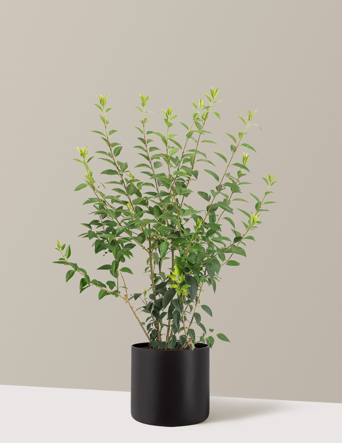 Lynwood Gold Forsythia Shrub