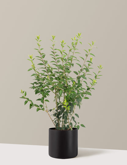 Lynwood Gold Forsythia Shrub