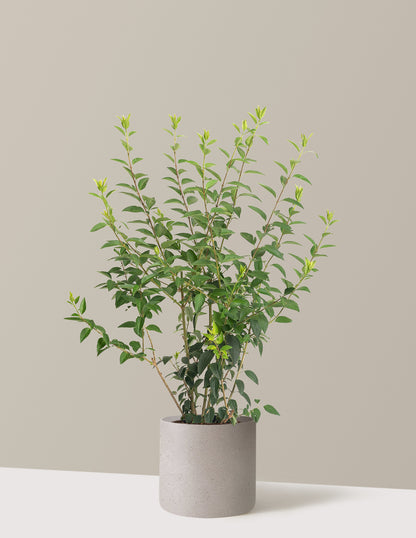Lynwood Gold Forsythia Shrub