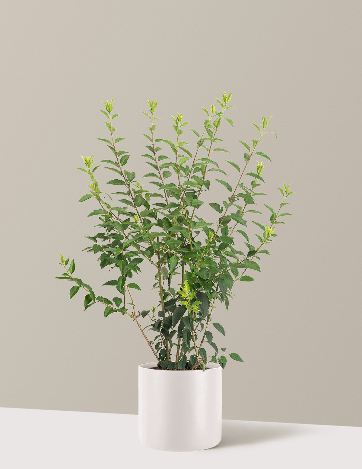 Lynwood Gold Forsythia Shrub