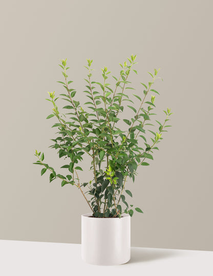 Lynwood Gold Forsythia Shrub