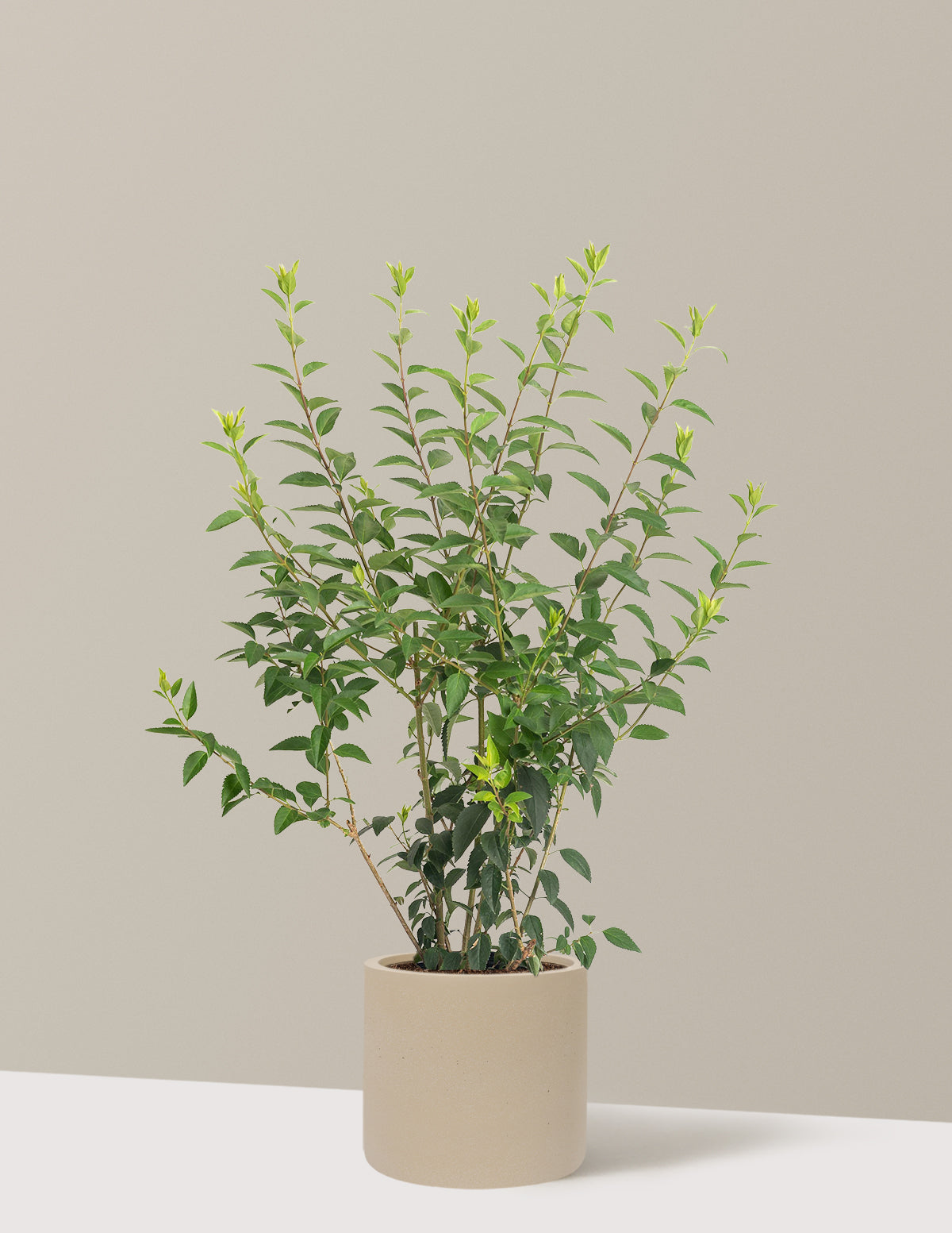 Lynwood Gold Forsythia Shrub