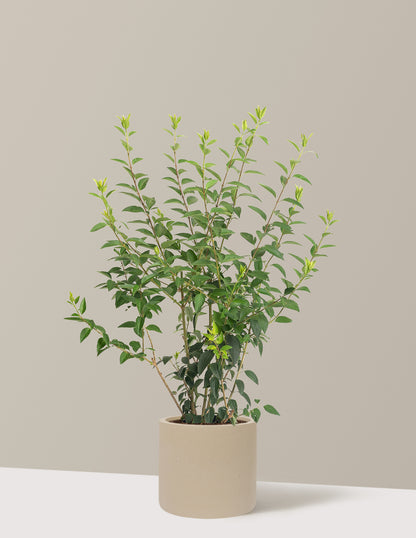 Lynwood Gold Forsythia Shrub